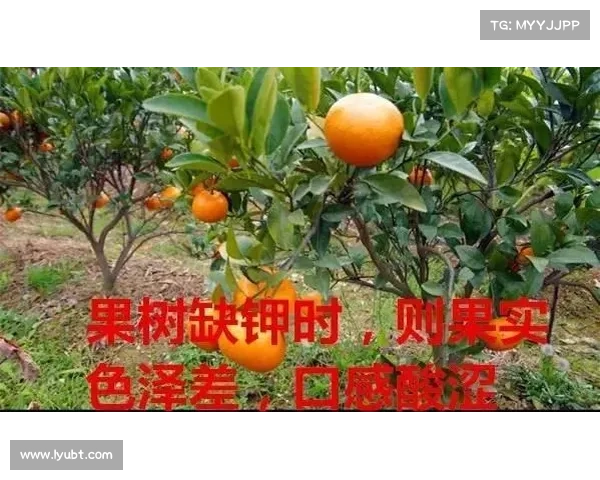如何科学养护高地红石榴提高果实产量与品质的有效措施 如何科学养护高地红石榴提高果实产量与品质的有效措施